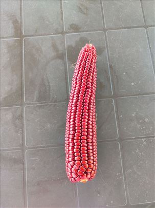 Prodajemo autohtonu sortu crvenog kukuruza