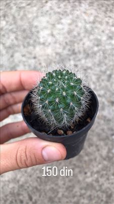 Prodaja kaktusa! Dostupne biljke 