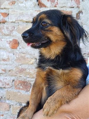 Lola, malog rasta