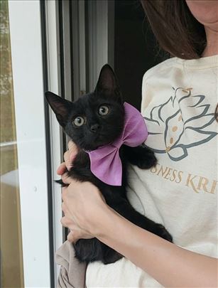Malena Saša crno mace 3 meseca udomitelje