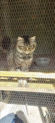 Maine Coon, odrasla mačka za parenje