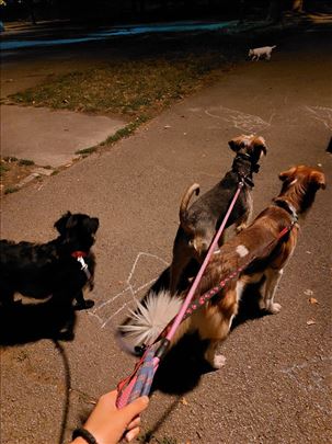 Čuvanje pasa u kućnim uslovima