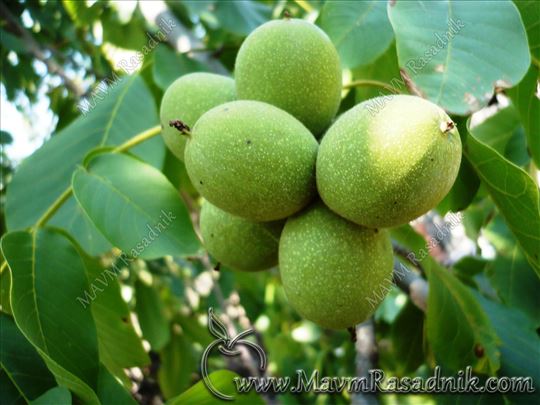 Dvogodišnje sadnice kalemljenog oraha