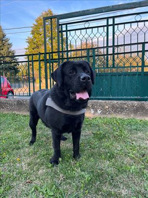 Labrador retriver, mlad pas