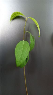Avokado sadnice (Persea americana)