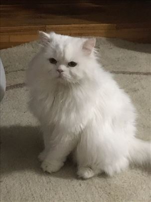 Persijska , odrasla mačka