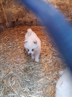 Samojed, štene