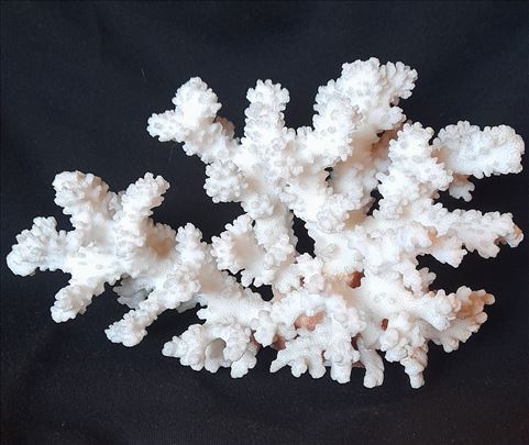 Prirodni  beli  koral