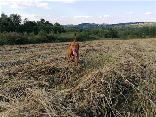 Mađarska vižla oštrodlaka, odrastao pas