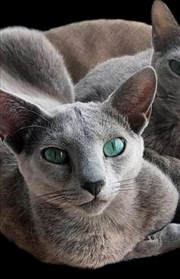 Ruski Plavi mačak spreman za parenje 