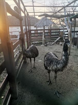 Par Emua na prodaju