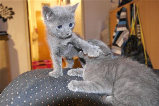 Ruske plave mačke