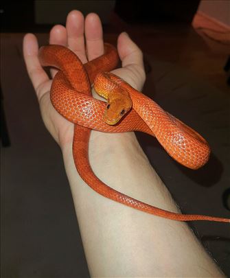RED BLOODED PYTE CORN SNAKE