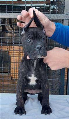 Cane Corso, štene