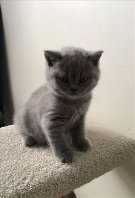 Persijska, mlada mačka
