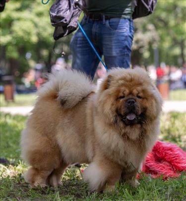 Chow chow mužjak za parenje