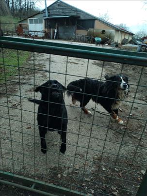 Labrador retriver, odrastao pas