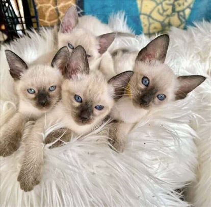 Sijamski mačici