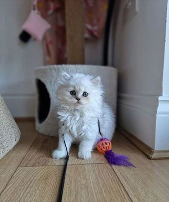 Prekrasan perzijski mačić dostupan 
