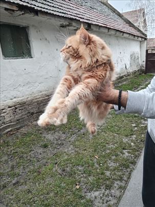 Maine Coon, mačići novo leglo