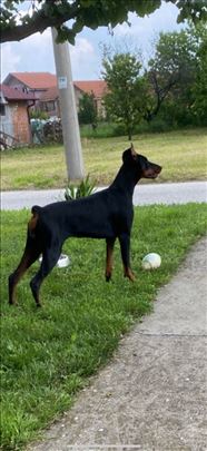 je li doberman radni pas