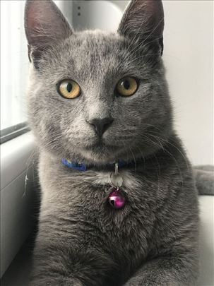 Ruska plava, odrasla mačka