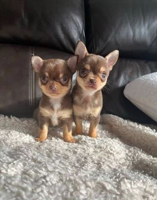 KC Reg xx Prekrasni štenci Chihuahua xx spremni 