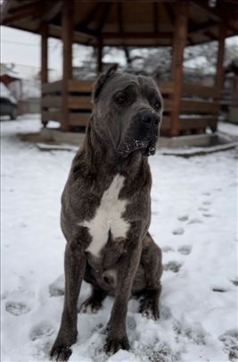 Cane Corso Mužjak spreman za parenje