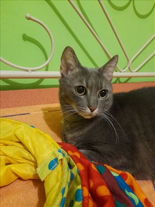 Lepa Zara traži dom u Beogradu