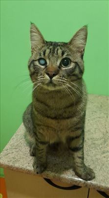 Mali Radojica traži dom u Beogradu