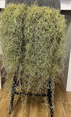 Španska mahovina - Usneoides vazdušna biljka