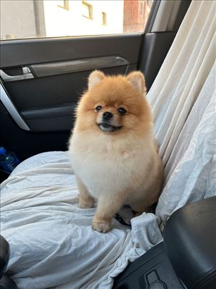 Pomeranac parenje