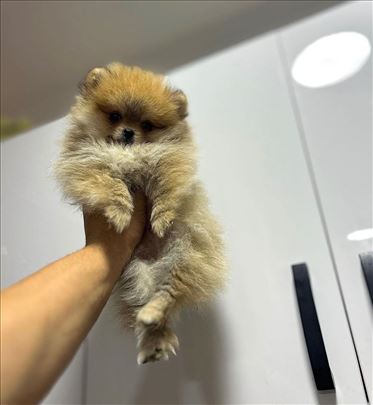 Pomeranac Boo top dostava