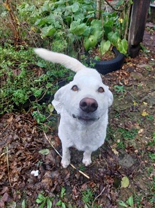 Mešanac rase labrador retriver Vuja na poklon