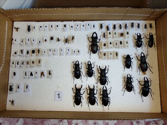 INSEKTARIJUM bube insekti entomološka zbirka
