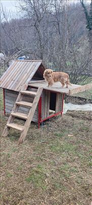 Kuća za pse sa terasom