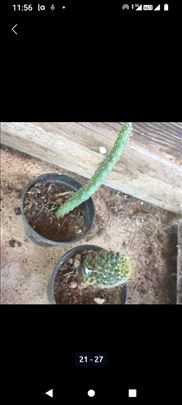 Kaktusi 