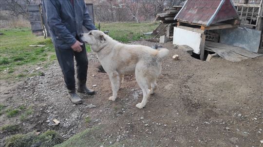 Srednjeazijski ovčar, azijat mlad pas 