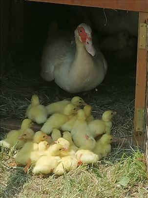 Mosusne patke jaja za nasad