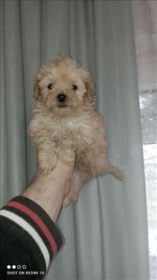 Maltipoo, štene