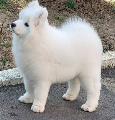 Štenci samojeda - Samoyeds for Love 