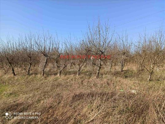 Barajevo, 5 hektara 68 ari, voćnjak