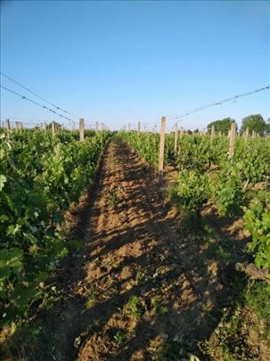 Prodaja vinograda 24.884m2, Krušedolski prnjavor
