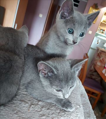  Ruski plavi mačići čekaju svoj novi dom!