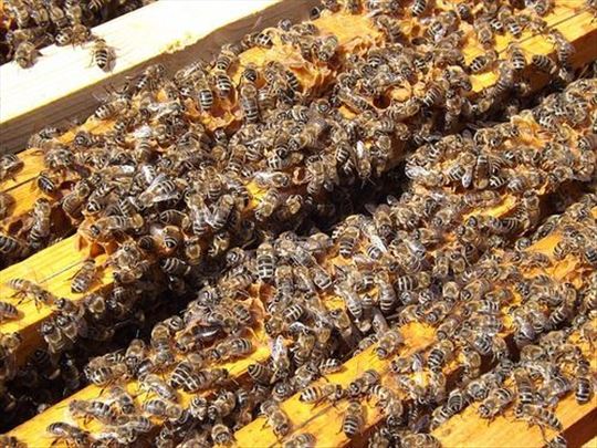 Rojevi pčela i društva LR i farar