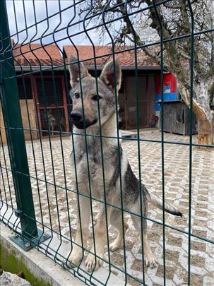 Češkoslovački vučiji pas, štene