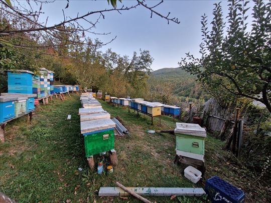 Na prodaju pčele sa područja Zlatara i Jadovnika