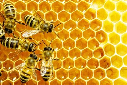 Jaka Pčelinja Društva
