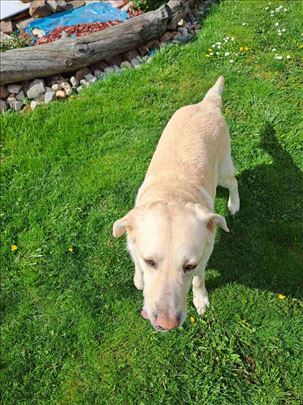 Labrador retriver, odrastao pas