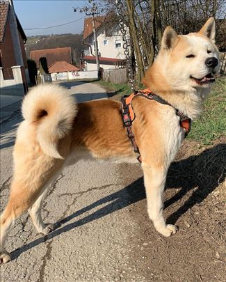 Akita inu mužijak za parenje